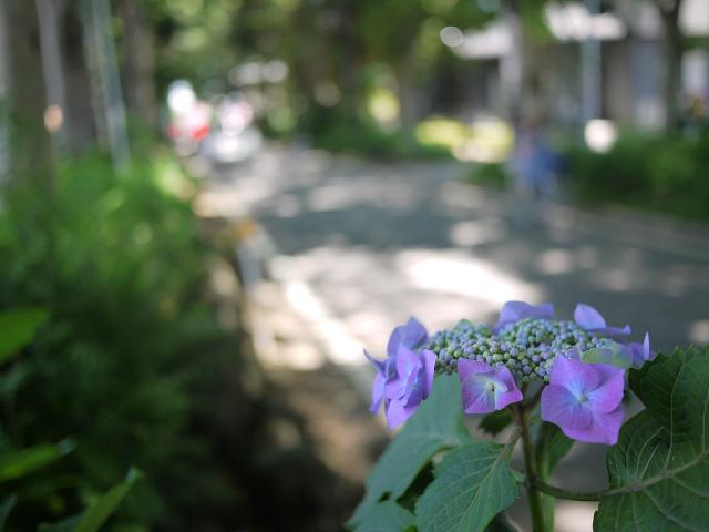 本土寺120610000