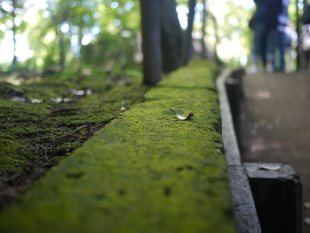 本土寺120610011