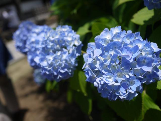 本土寺120610008