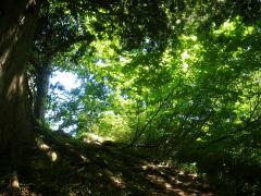 木陰がうれしい夏の登山道-120801