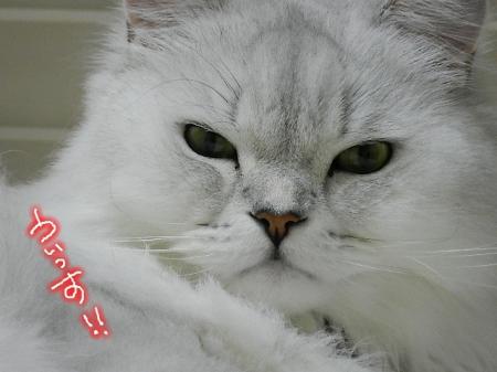 omsk2