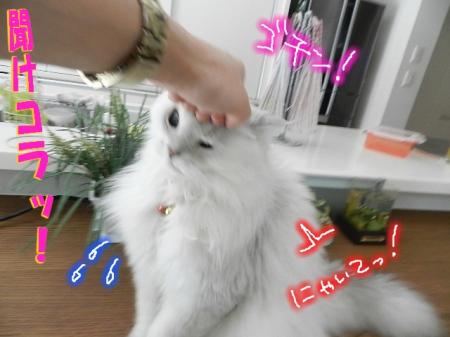 asoy7