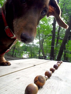 前に倒れてる耳が可愛い愛犬アポロ(←親バカ…笑)