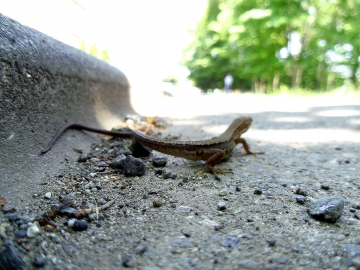 トカゲさん