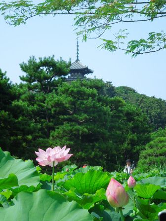 蓮の花と三重塔