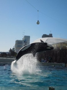 チャチバウア