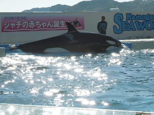 海の王者