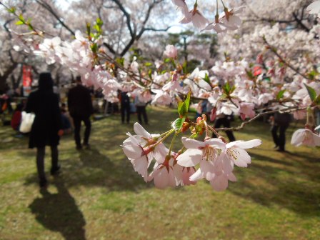 桜枝