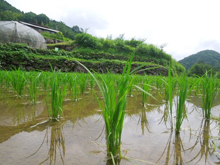 檮原水田、除草前