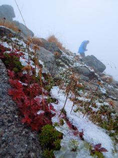 初冠雪