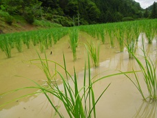 除草後