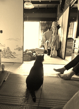 ねこのミーコ