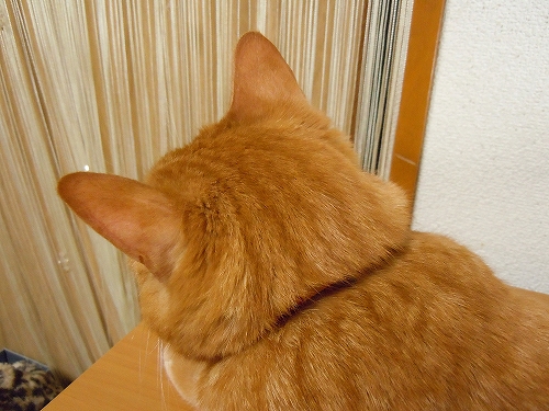 DSCN6226.jpg