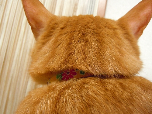 DSCN6229.jpg