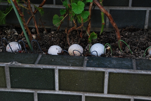 DSC_0996a_20120507233614.jpg
