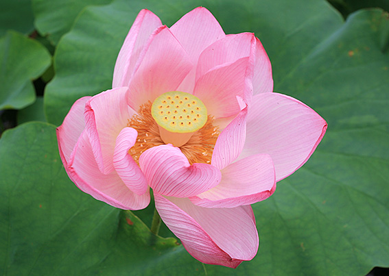 2012_7_28d.jpg