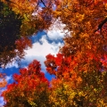 IMG_8377.jpg