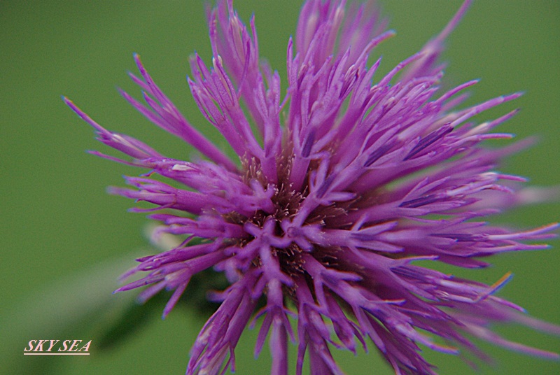 IMGP5009.jpg