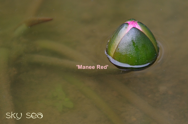 IMGP5615.jpg