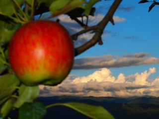 南アルプスとリンゴ