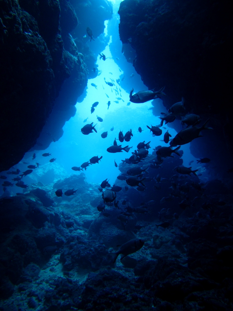 沖縄北部 瀬底島 海 写真 水中写真 無料壁紙 フリー素材屋さん