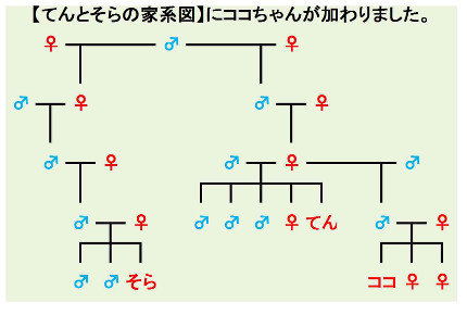 そらてんココ家系図