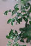 雨