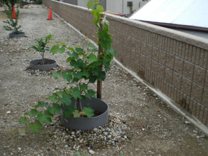 120714_katumoto01