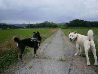 散歩