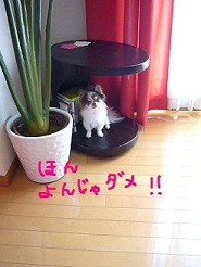 2012050902.jpg