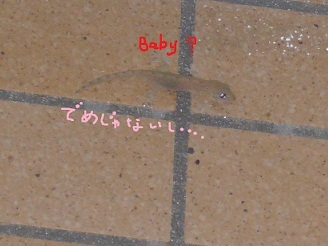 2012091706.jpg