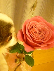 2012122506.jpg