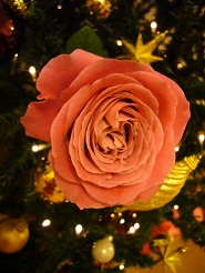 2012122514.jpg
