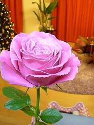 2012122515.jpg