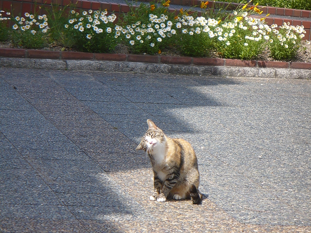 しんあさひ風車村にいた猫