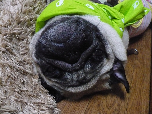 パグ犬銀次郎