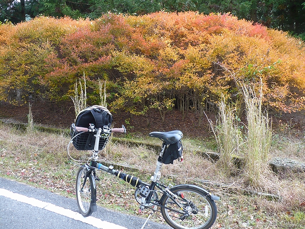 花園の紅葉