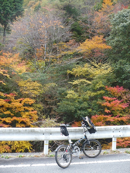 高野山付近の紅葉