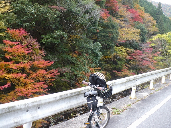 高野山付近の紅葉