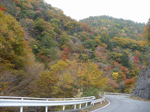 高野山付近の紅葉