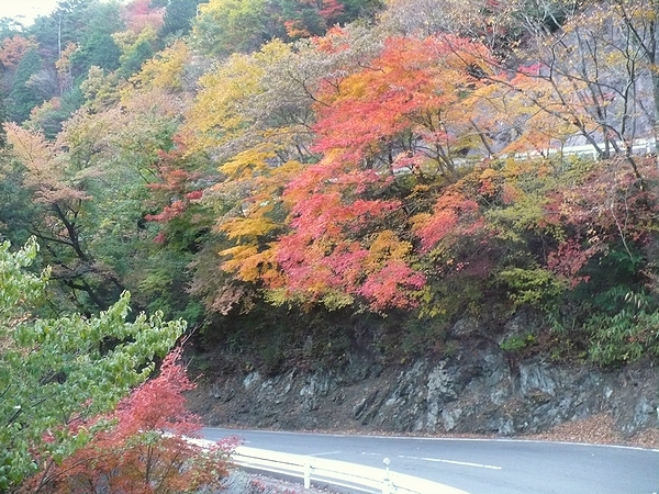 高野山の紅葉