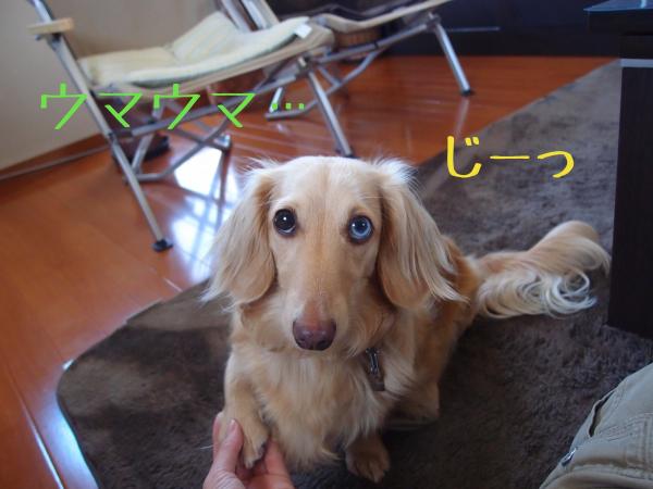 お手_convert_20120706085633