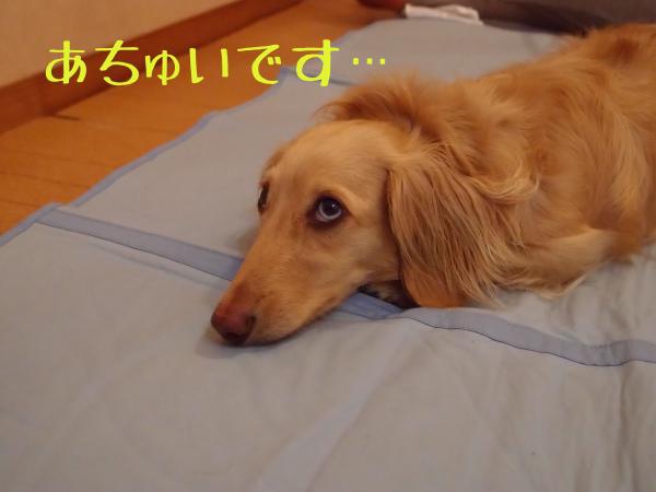 ひんやりマット1_convert_20120726165233