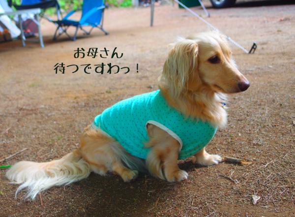 しだばに11_convert_20120815171757