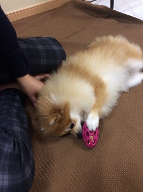 みかんちゃん 5.2