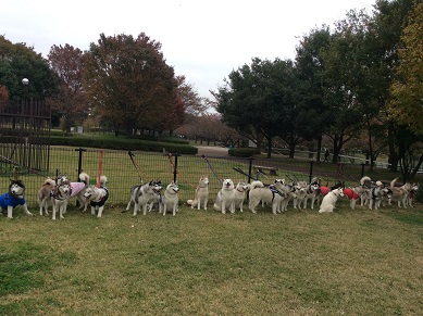 ハスキー犬オフ会 17・1
