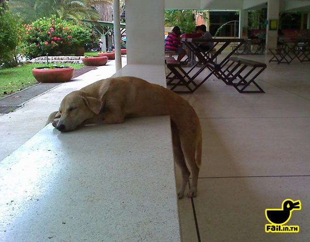 dog.jpg