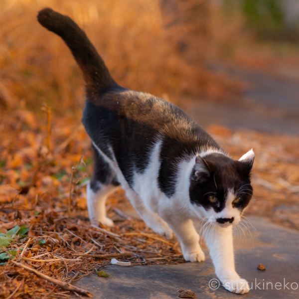 Lr4-20140124-_DSC2140-A9001-01.jpg