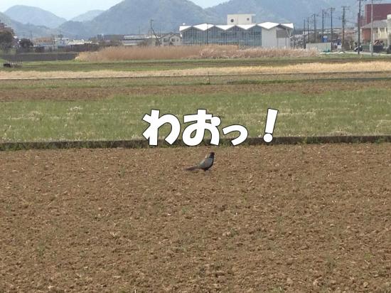 逕サ蜒・113_convert_20130401142744