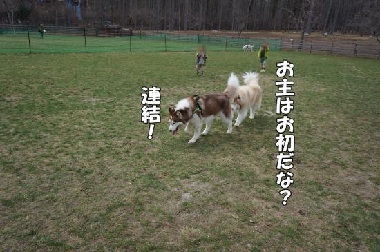 DSC06988_convert_20130324202718.jpg